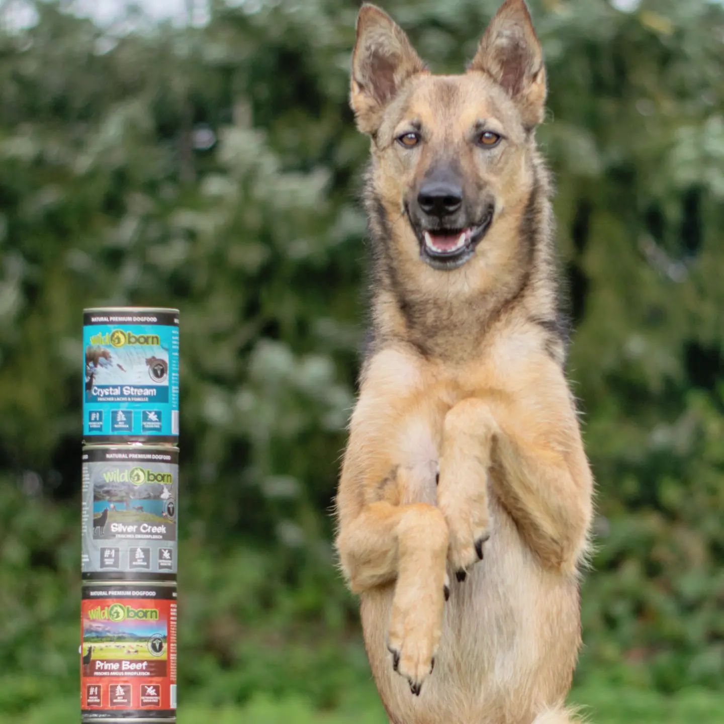 Wildborn Crystal Stream Hundefutter 12 Kg – Mit Lachs & Forelle, 78% Tierisches Protein, Getreidefrei