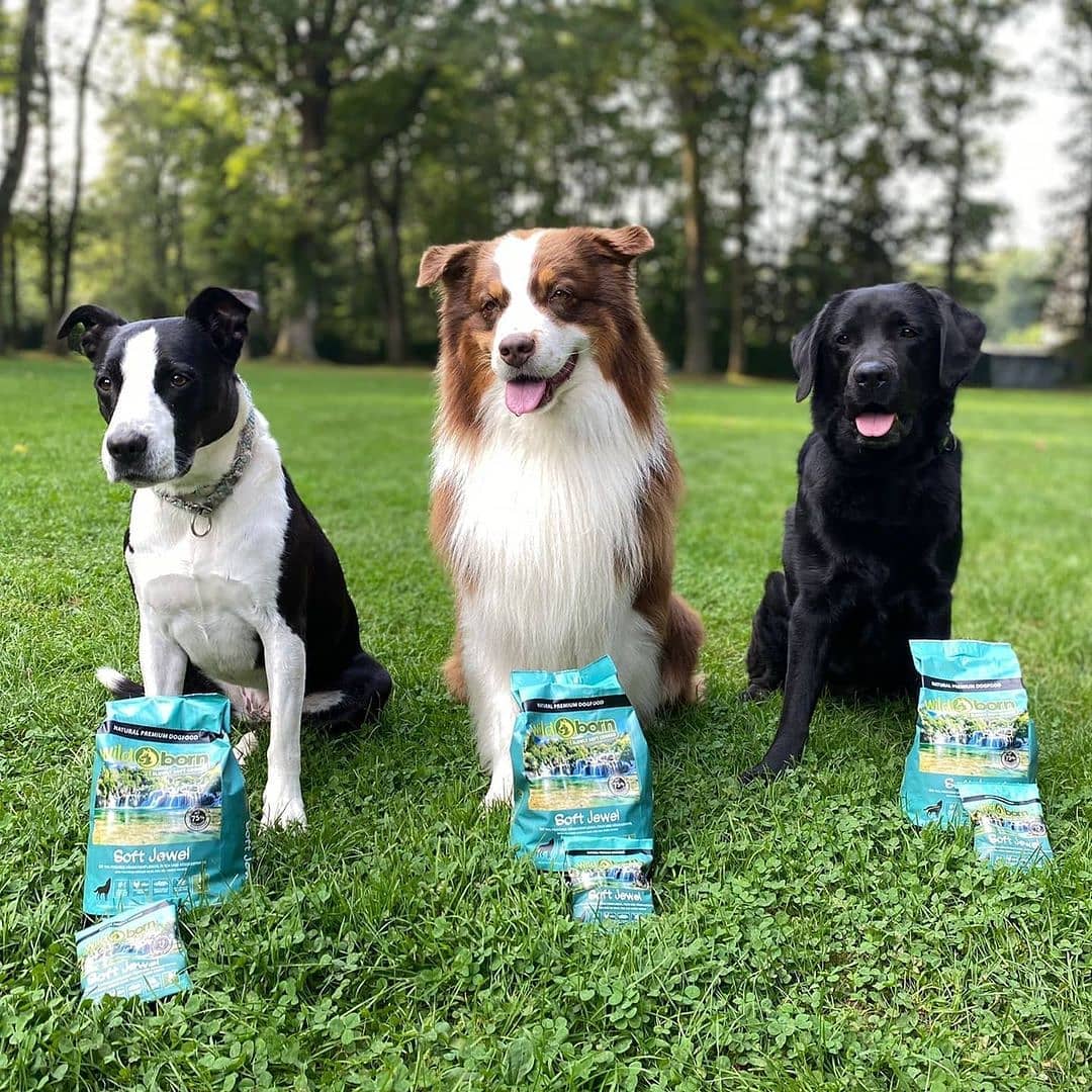 Wildborn Crystal Stream Hundefutter 12 Kg – Mit Lachs & Forelle, 78% Tierisches Protein, Getreidefrei