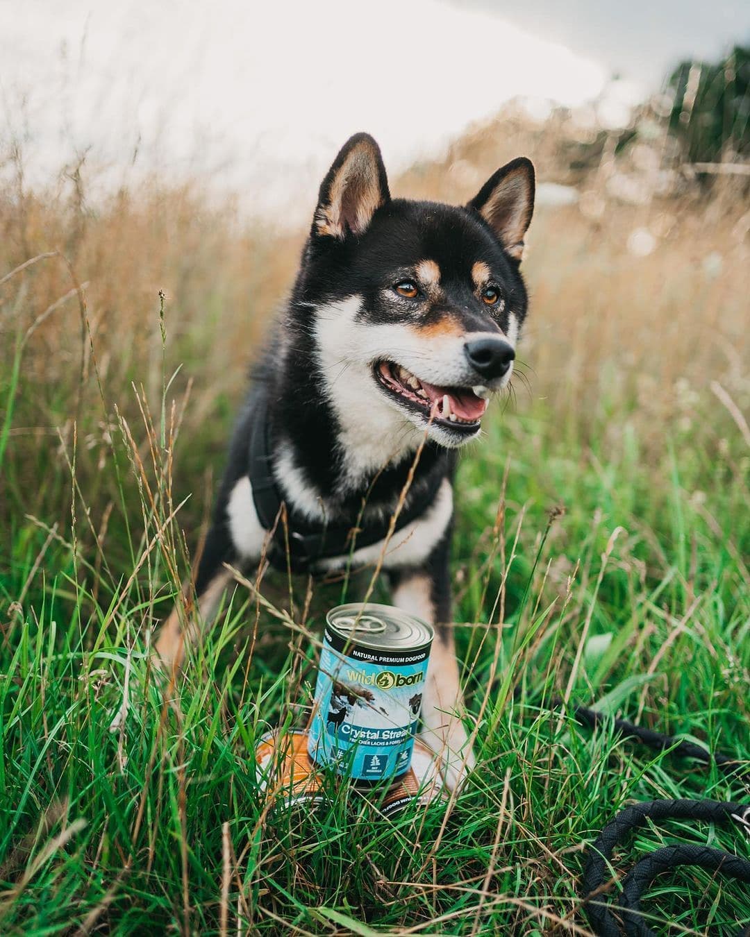 Wildborn Crystal Stream Hundefutter 12 Kg – Mit Lachs & Forelle, 78% Tierisches Protein, Getreidefrei