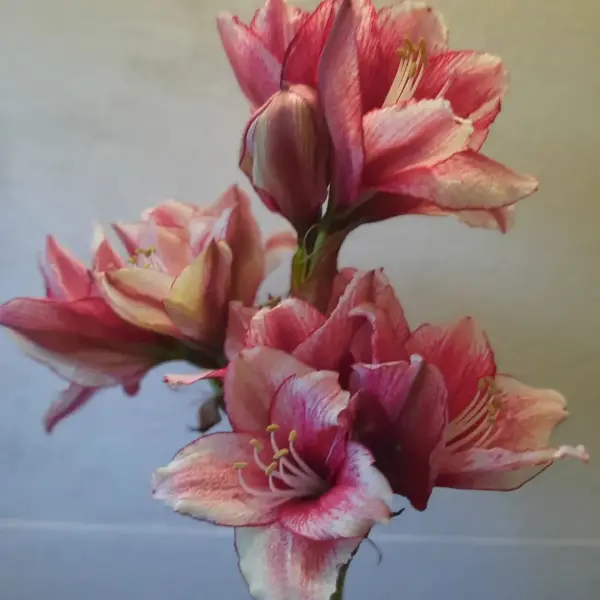 Amaryllis richtig pflegen | Fleurop